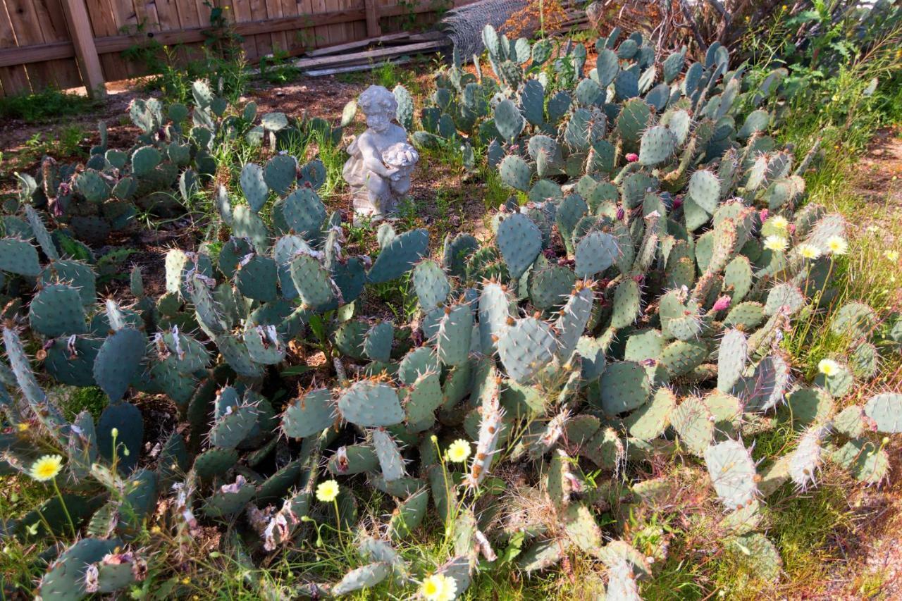 הוילה טוונטיניין פאלמס Cactus Adobe מראה חיצוני תמונה